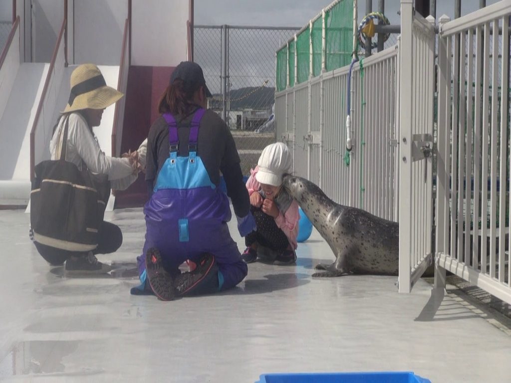 アザラシ シーパラダイス 紋別観光案内所